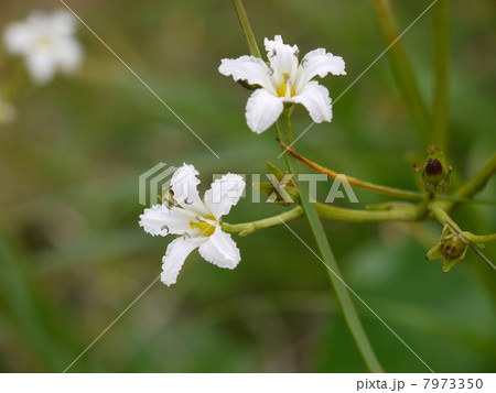 イワイチョウ 7973350