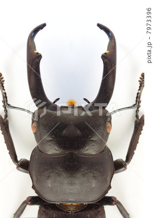 コクワガタ 7973396