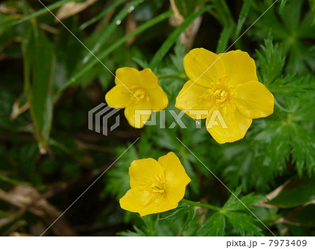 シナノキンバイ 7973409