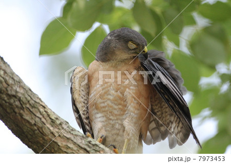 ツミのオス ツミのオス 7973453