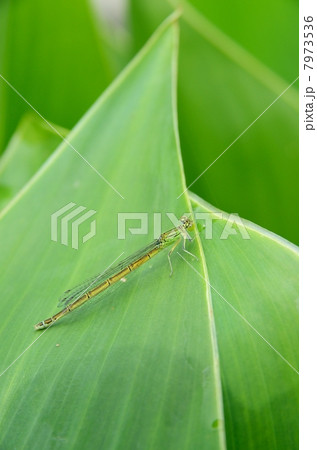 イトトンボ 7973536