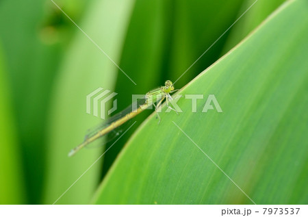 イトトンボ 7973537