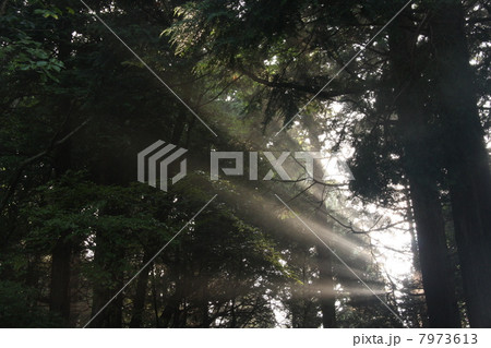 朝日がさす 7973613