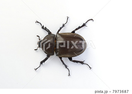 甲虫 甲虫 7973687