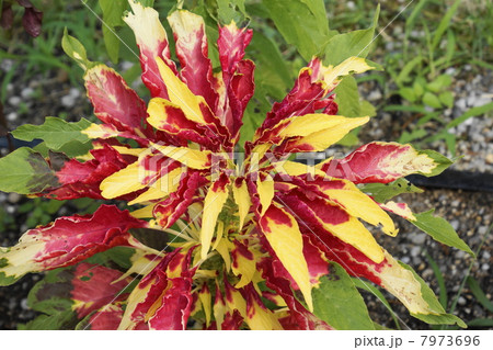 ハゲイトウ　頭葉 7973696