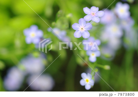 エゾムラサキⅠ エゾムラサキⅠ 7973800