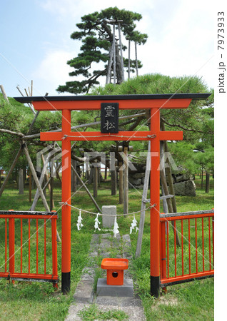 滋賀　唐崎神社　唐崎の松 7973933