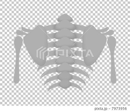 上半身の骨格 7973956