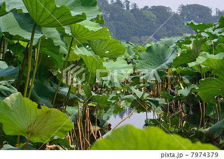 手場沼の蓮群生 7974379