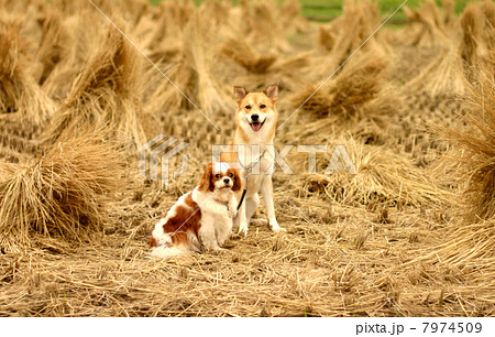 稲刈りの田んぼに座る２匹の犬 7974509