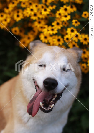 目を閉じて笑っている犬 7974872