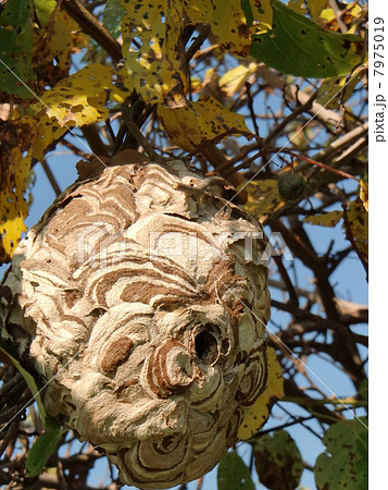 スズメバチの巣 7975019