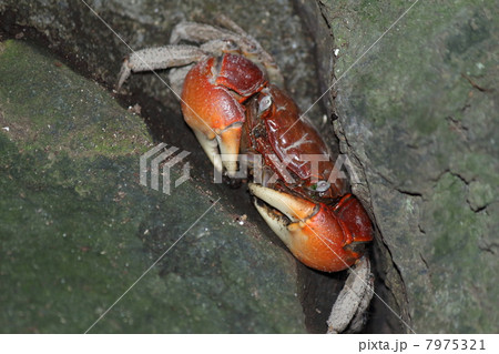 岩陰の弁慶蟹 7975321