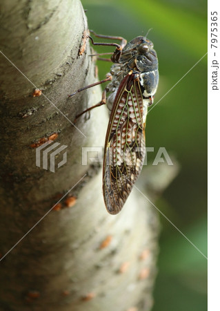 アブラゼミ 7975365