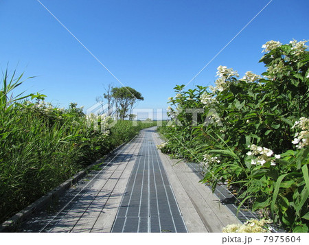 サロベツ原生花園の遊歩道 サロベツ原生花園の遊歩道 7975604