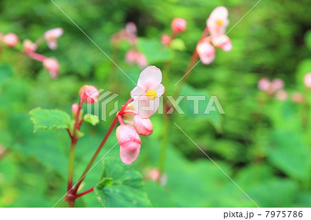 シュウカイドウの花 シュウカイドウの花 7975786