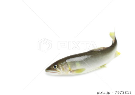 アユ アユ 7975815