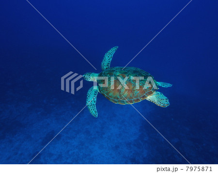ウミガメ 7975871