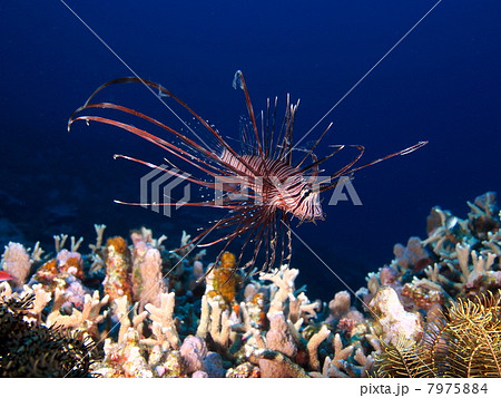 ハナミノカサゴ 7975884