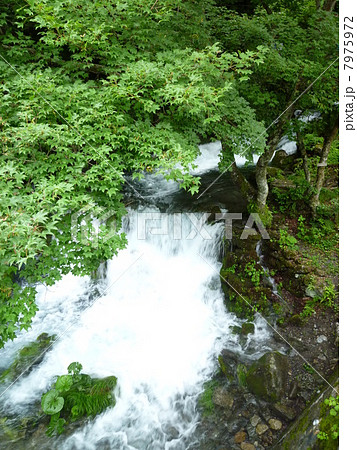 岩手県　龍泉洞前の清流 7975972