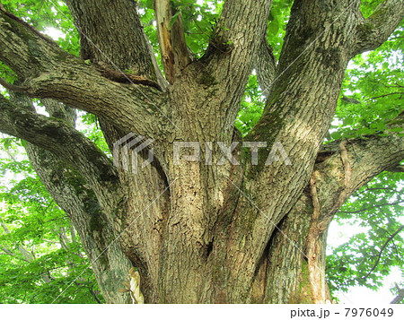 北海道　浜益の千本ナラ 7976049