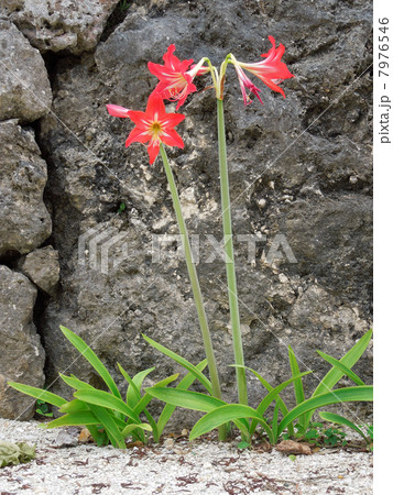 竹富島の花 竹富島の花 7976546