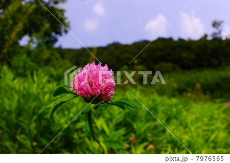 アカツメクサ 7976565