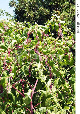 大量に自生する洋種山牛蒡 7977147