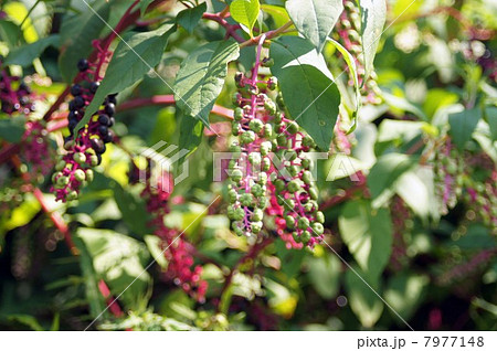 大量に自生する洋種山牛蒡 7977148
