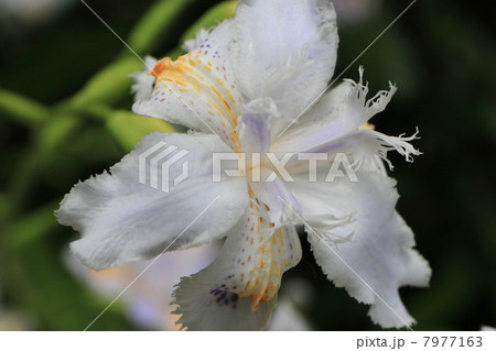 シャガ シャガ 7977163