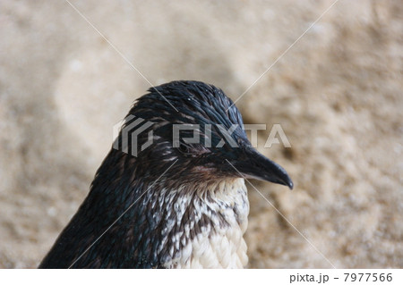 ベンギン ベンギン 7977566