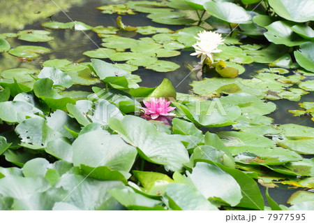 スイレンの花 スイレンの花 7977595