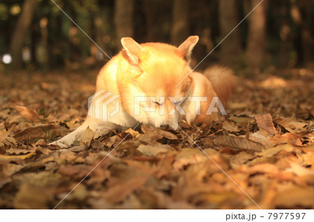 落ち葉の匂いを嗅ぐ犬 落ち葉の匂いを嗅ぐ犬 7977597