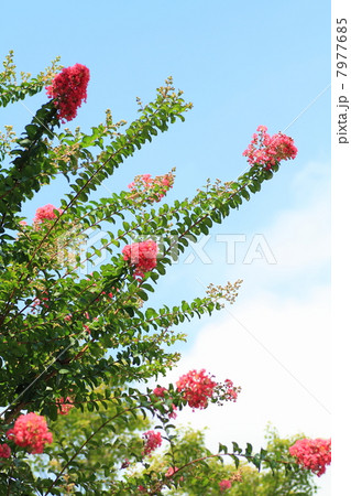 サルスベリの花 サルスベリの花 7977685