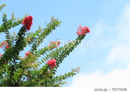 サルスベリの花 7977686