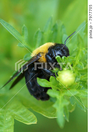 クマバチ 7977705