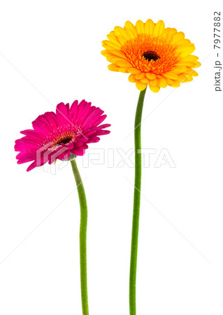 yellow and pink gerber 7977882