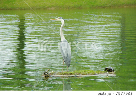 鳥と亀 7977933