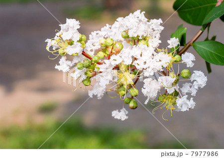 サルスベリ サルスベリ 7977986