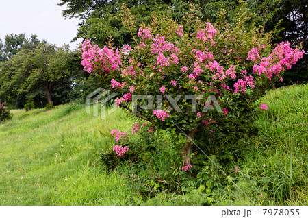 サルスベリ 7978055