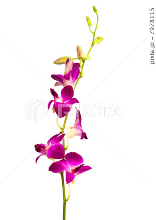 purple orchid purple orchid 7978115