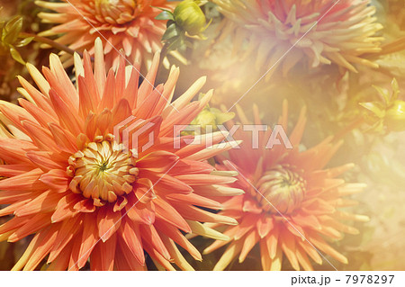 autumn dahlia flowers background - warm shades of yellow, orange and red 7978297