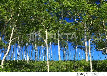 夏の北海道原生林 7978330