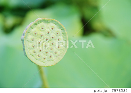 蓮の実 7978582