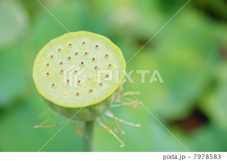 蓮の実 7978583