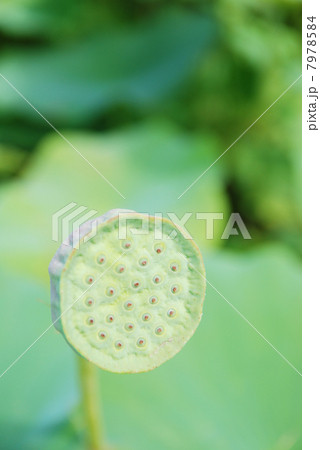 蓮の実 7978584