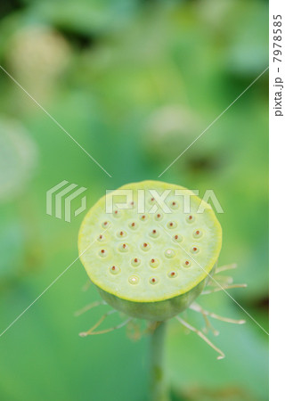 蓮の実 7978585
