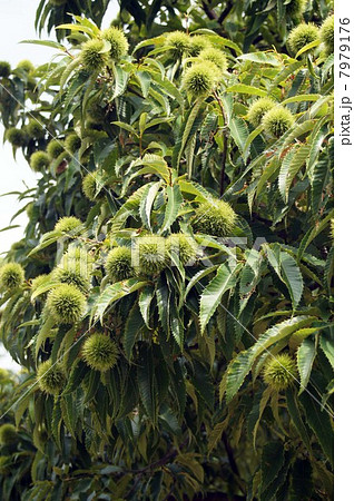 収穫が楽しみ・たくさんの若い実を付けた栗の木 7979176