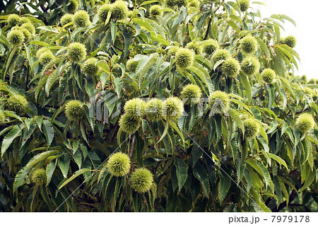 収穫が楽しみ・たくさんの若い実を付けた栗の木 7979178