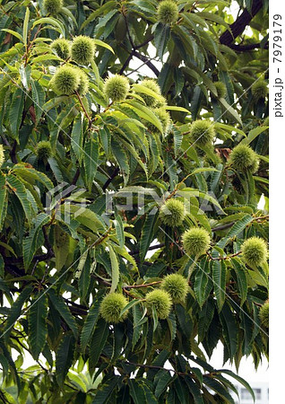 収穫が楽しみ・たくさんの若い実を付けた栗の木 7979179